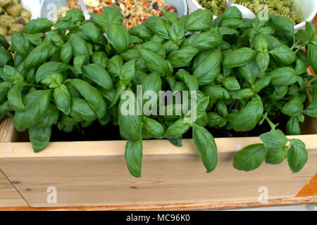 Basilic frais, Saint-Joseph le millepertuis commun, Ocimum basilicum herb croissant dans une boîte d'affichage sur un étal du marché. Le basilic est dans de nombreuses recettes en cuisine et des salades. Banque D'Images