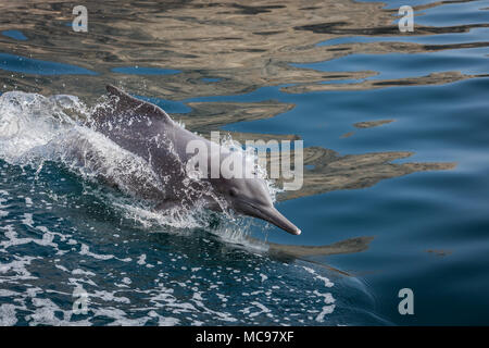 Les grands dauphins nager avec un bateau dans les fjords de l'Oman à Sohar Banque D'Images