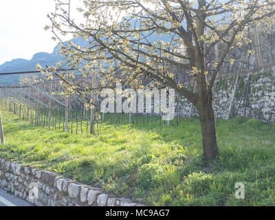 Dans villagarina trentin valley est le printemps et les champs de vignes et les pommiers sont en fleurs et en pleine croissance. Les agriculteurs de travailler leurs jo saisonniers Banque D'Images