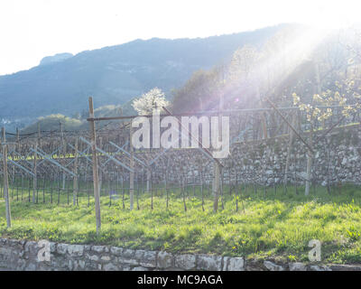 Dans villagarina trentin valley est le printemps et les champs de vignes et les pommiers sont en fleurs et en pleine croissance. Les agriculteurs de travailler leurs jo saisonniers Banque D'Images