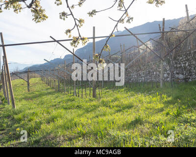 Dans villagarina trentin valley est le printemps et les champs de vignes et les pommiers sont en fleurs et en pleine croissance. Les agriculteurs de travailler leurs jo saisonniers Banque D'Images