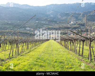 Dans villagarina trentin valley est le printemps et les champs de vignes et les pommiers sont en fleurs et en pleine croissance. Les agriculteurs de travailler leurs jo saisonniers Banque D'Images
