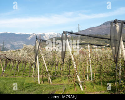Dans villagarina trentin valley est le printemps et les champs de vignes et les pommiers sont en fleurs et en pleine croissance. Les agriculteurs de travailler leurs jo saisonniers Banque D'Images