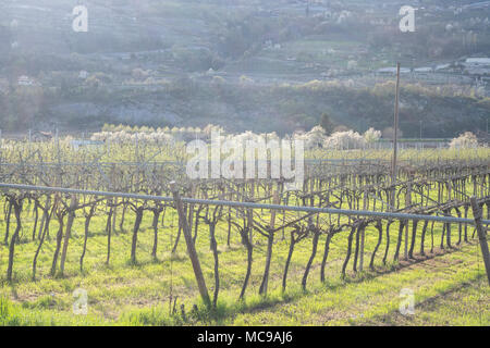 Dans villagarina trentin valley est le printemps et les champs de vignes et les pommiers sont en fleurs et en pleine croissance. Les agriculteurs de travailler leurs jo saisonniers Banque D'Images