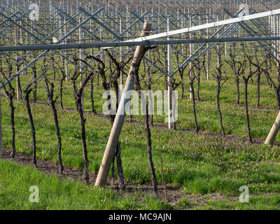 Dans villagarina trentin valley est le printemps et les champs de vignes et les pommiers sont en fleurs et en pleine croissance. Les agriculteurs de travailler leurs jo saisonniers Banque D'Images
