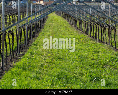 Dans villagarina trentin valley est le printemps et les champs de vignes et les pommiers sont en fleurs et en pleine croissance. Les agriculteurs de travailler leurs jo saisonniers Banque D'Images