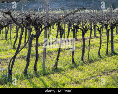 Dans villagarina trentin valley est le printemps et les champs de vignes et les pommiers sont en fleurs et en pleine croissance. Les agriculteurs de travailler leurs jo saisonniers Banque D'Images
