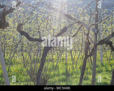Dans villagarina trentin valley est le printemps et les champs de vignes et les pommiers sont en fleurs et en pleine croissance. Les agriculteurs de travailler leurs jo saisonniers Banque D'Images