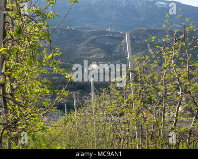 Dans villagarina trentin valley est le printemps et les champs de vignes et les pommiers sont en fleurs et en pleine croissance. Les agriculteurs de travailler leurs jo saisonniers Banque D'Images
