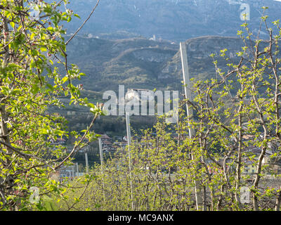 Dans villagarina trentin valley est le printemps et les champs de vignes et les pommiers sont en fleurs et en pleine croissance. Les agriculteurs de travailler leurs jo saisonniers Banque D'Images