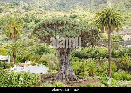 Drago millénaire tree à Icod de los Vinos, Tenerife, Canaries, Espagne. Banque D'Images