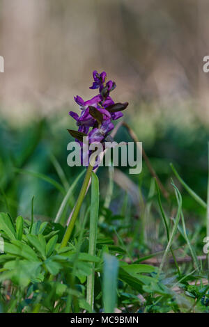 Fleurs de Printemps (Corydalis cava) dans une nature sauvage Banque D'Images