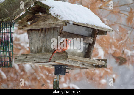 Le cardinal rouge mâle solitaire à oiseaux mangeoire pendant un blizzard de l'hiver / Neige Banque D'Images