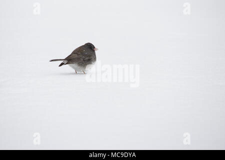 Seul le junco ardoisé blanc oiseau sur sol couvert de neige à la recherche de nourriture dans un blizzard hiver / Neige Banque D'Images
