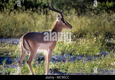 Portrait d'un homme black face impale (Aepyceros melampus) Parc national d'Etosha, Namibie, Afrique Banque D'Images