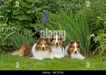 Shetland Sheepdog trois ensemble dans jardin Banque D'Images