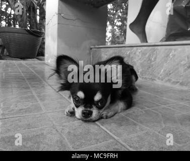 Adorable petit chiot chihuahua noir assis sur un plancher en noir et blanc Banque D'Images