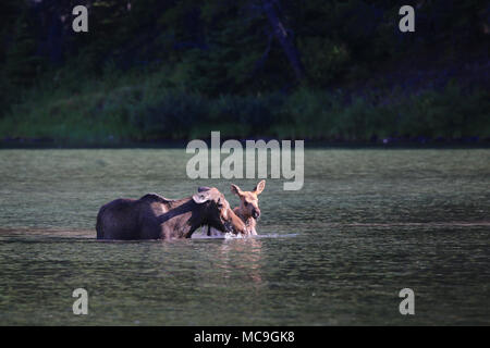 L'orignal et son veau dans le lac, dans le parc national des Glaciers Banque D'Images