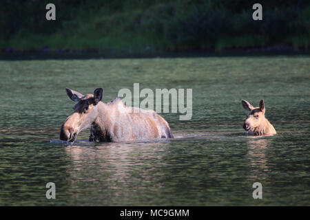 L'orignal et son veau dans le lac, dans le parc national des Glaciers Banque D'Images