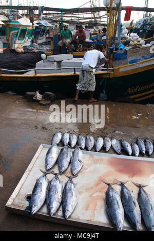 Tôt le matin dans le port de Mirissa, Sri Lanka : Les pêcheurs sont de décharger leurs chalutiers avec la prise du jour - bonites et raies Manta Banque D'Images