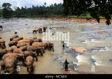 Une fois par jour les éléphants qui vivent à l'Orphelinat Pinnawala Elephant sont conduits à la rivière pour prendre un bain et de jouer dans la rivière. Banque D'Images