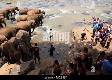 Une fois par jour les éléphants qui vivent à l'Orphelinat Pinnawala Elephant sont conduits à la rivière pour prendre un bain et de jouer dans la rivière. Banque D'Images