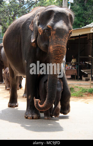 Une fois par jour les éléphants qui vivent à l'Orphelinat Pinnawala Elephant sont conduits à la rivière pour prendre un bain et de jouer dans la rivière. Banque D'Images