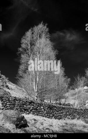 Arbres, Watendlath infrarouge, Cumbria. Banque D'Images