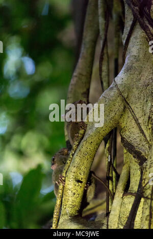 Deux tarsius sur un arbre dans le parc national de Tangkoko, Sulawesi, Indonésie Banque D'Images