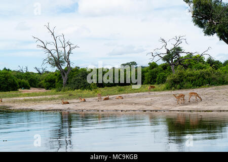 Un troupeau d'impalas se reposant près de l'eau, lac Kariba- Zimbabwe Banque D'Images