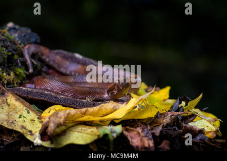 Hognosed Pitviper Rainforest - Porthidium nasutum, dangereux pit viper venimeuse de forêts de l'Amérique centrale, le Costa Rica. Banque D'Images