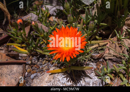 Lampranthus aurantiacus, Orange Fleur Plante succulentes glaces, Banque D'Images