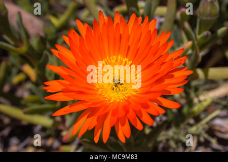 Lampranthus aurantiacus, Orange Fleur Plante succulentes glaces, Banque D'Images