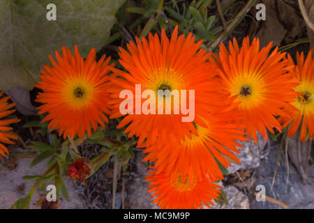 Lampranthus aurantiacus, Orange Fleur Plante succulentes glaces, Banque D'Images