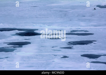 L'état de la glace sur chemin du pôle Nord (juillet 2016). Près de l'océan arctique au pôle Nord et très rare mouette comme compagnon d'ours parasitaire Banque D'Images