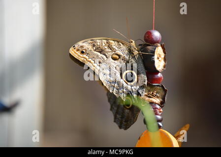 Une belle Brown Owl Butterfly en mangeant des fruits. Banque D'Images