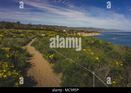 Belle floraison de fleurs sauvages jaunes et Point Dume en couvrant le printemps avec vue sur la côte de Dume Cove, Malibu, Californie Banque D'Images