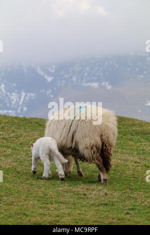 Un nouveau pâturage agneau né à côté de sa mère brebis sur une colline, avec une montagne enneigée et des nuages bas à l'arrière-plan Banque D'Images