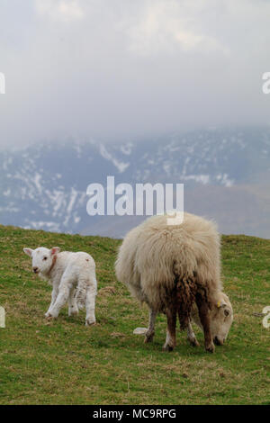 Un nouveau pâturage agneau né à côté de sa mère brebis sur une colline, avec une montagne enneigée et des nuages bas à l'arrière-plan Banque D'Images