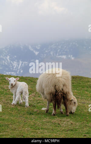 Un nouveau pâturage agneau né à côté de sa mère brebis sur une colline, avec une montagne enneigée et des nuages bas à l'arrière-plan Banque D'Images