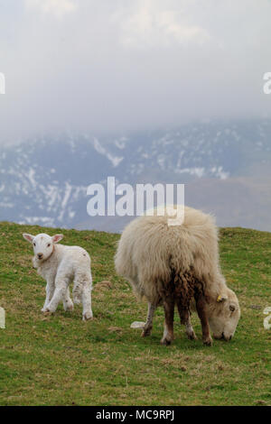 Un nouveau pâturage agneau né à côté de sa mère brebis sur une colline, avec une montagne enneigée et des nuages bas à l'arrière-plan Banque D'Images