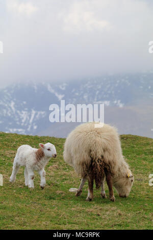 Un nouveau pâturage agneau né à côté de sa mère brebis sur une colline, avec une montagne enneigée et des nuages bas à l'arrière-plan Banque D'Images