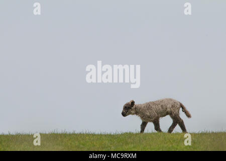 Un seul agneau marron promenades le long du front d'une colline contre un ciel nuageux au printemps Banque D'Images