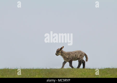 Un seul agneau marron promenades le long du front d'une colline contre un ciel nuageux au printemps Banque D'Images
