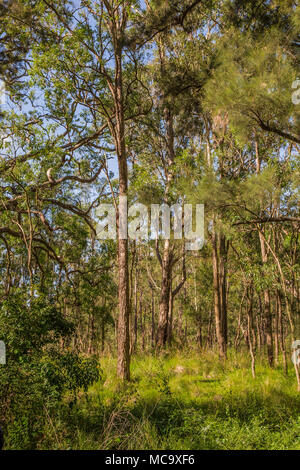 De grands arbres dans une zone boisée, entouré d'herbe. Banque D'Images
