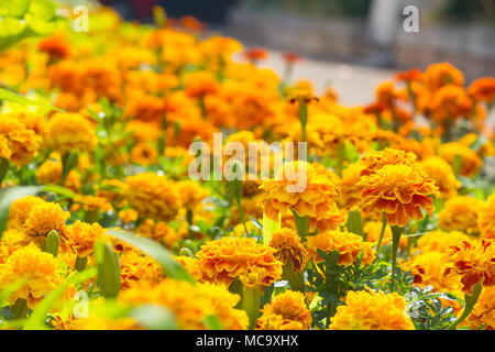 Fleurs de fleurs dans le jardin. Fleur jaune,Orange. Le Calendula dans le parc. Fleurs de souci Le Roi Rama 9 en Thaïlande. Banque D'Images