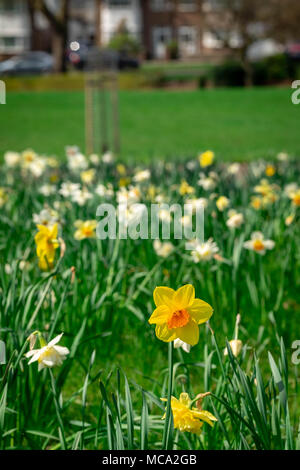 Harrow, Royaume-Uni, 14 avril 2018. Le printemps arrive à Harrow avec une mer de jonquilles et de fleurs sur un samedi très ensoleillé de l'Alexandra Park comme le temps s'améliore : Tim Crédit Ring/Alamy Live News Banque D'Images