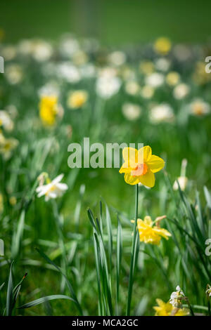 Harrow, Royaume-Uni, 14 avril 2018. Le printemps arrive à Harrow avec une mer de jonquilles et de fleurs sur un samedi très ensoleillé de l'Alexandra Park comme le temps s'améliore : Tim Crédit Ring/Alamy Live News Banque D'Images