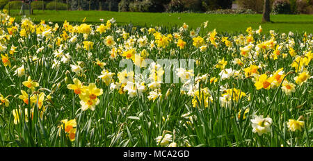 Harrow, Royaume-Uni, 14 avril 2018. Le printemps arrive à Harrow avec une mer de jonquilles et de fleurs sur un samedi très ensoleillé de l'Alexandra Park comme le temps s'améliore : Tim Crédit Ring/Alamy Live News Banque D'Images