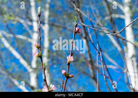 Głębowice, Pologne. 14 avril 2018. Arbre de la pêche (Prunus persica (L.) Batsch). Une autre belle journée de printemps. Rapidement la nature vient à la vie. Credit : w124merc / Alamy Live News Banque D'Images